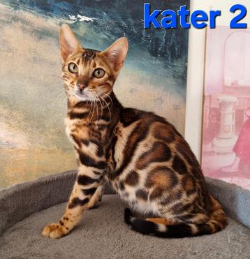 Bengaal kittens met stamboom 🇳🇱  beschikbaar voor biedingen