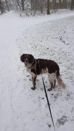 Gezocht: Heidewachtel/ Stabij / Drentsche Patrijs, Dieren en Toebehoren, Rabiës (hondsdolheid), Overige rassen, Geslacht onbekend