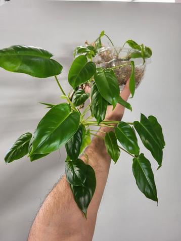 Philodendron Burle Marx  beschikbaar voor biedingen