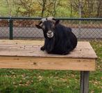 Dwerggeiten, bokje, Dieren en Toebehoren, Schapen, Geiten en Varkens, Mannelijk, Geit