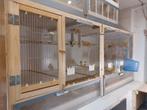 Harzer kanaries, Ophalen, Zo goed als nieuw, Hout, Vogelkooi
