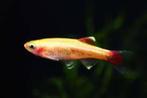 Tanichtys Albonubes Gold - Chinese Danio Goud, Vis, Zoetwatervis, Schoolvis