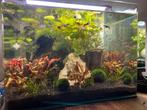 Nano Cube 60 liter, Ophalen, Zo goed als nieuw, Leeg aquarium