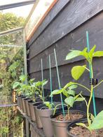 Paprika plantjes, Tuin en Terras, Planten | Tuinplanten, Ophalen, Vaste plant, Overige soorten, Volle zon