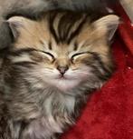 Prachtige kittens, Dieren en Toebehoren, Katten en Kittens | Raskatten | Langhaar, Meerdere dieren, Ontwormd, 0 tot 2 jaar