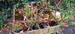 Sarracenia vleesetende planten, Tuin en Terras, Planten | Tuinplanten, Zomer, Ophalen of Verzenden, Overige soorten, Volle zon