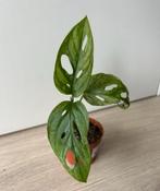 Monstera adansonii mint variegata, Ophalen of Verzenden, Overige soorten, Minder dan 100 cm