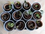 Aardbei stekjes, Tuin en Terras, Planten | Tuinplanten, Ophalen, Overige soorten, Volle zon