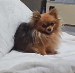 Pomchi reutje, Dieren en Toebehoren, 6 jaar of ouder, Eén hond, Nederland, Particulier