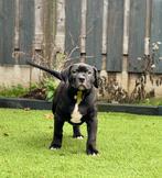 American Bully XL  pup ABKC-TopLijn, Rabiës (hondsdolheid), 8 tot 15 weken, Eén hond, Nederland