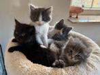 Ragdoll x Maine Coon kittens, Dieren en Toebehoren, Katten en Kittens | Raskatten | Langhaar, Meerdere dieren