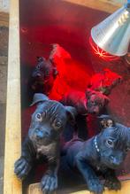 Prachtige pitbull pups - mogen nest verlaten !, Dieren en Toebehoren, Overige rassen, 8 tot 15 weken, Meerdere, Meerdere dieren