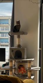 Kattentoren gratis, Ophalen, Nieuw