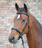 Nieuw Star Bitloos hoofdstel maat full, ., Ophalen of Verzenden, ., .