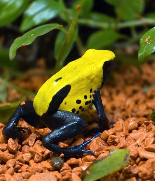 Verschillende gifkikkers, Dieren en Toebehoren, Reptielen en Amfibieën, Amfibie