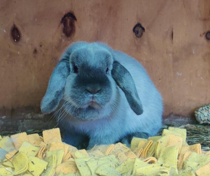 Mooie NHD voedster 10 maanden, Dieren en Toebehoren, Konijnen, Dwerg, Vrouwelijk, 0 tot 2 jaar, Hangoor