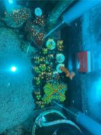 Diverse koralen, Dieren en Toebehoren, Vissen | Aquariumvissen, Overige typen, Zoutwatervis