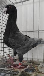 Te Koop Duitse Schoonheidspostduiven, Dieren en Toebehoren, Vogels | Duiven, Meerdere dieren, Overige soorten