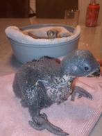 Edelpapagaaien man, Parkiet