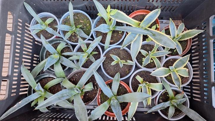 Agaves, jong, Tuin en Terras, Planten | Tuinplanten, Volle zon, Zomer, Ophalen of Verzenden