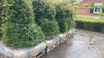 Taxus baccata dikke planten, Tuin en Terras, Taxus, Ophalen, 100 tot 250 cm