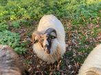 Drentse Heideschapen rammen, Dieren en Toebehoren, Schapen, Geiten en Varkens, Mannelijk, Schaap, 0 tot 2 jaar