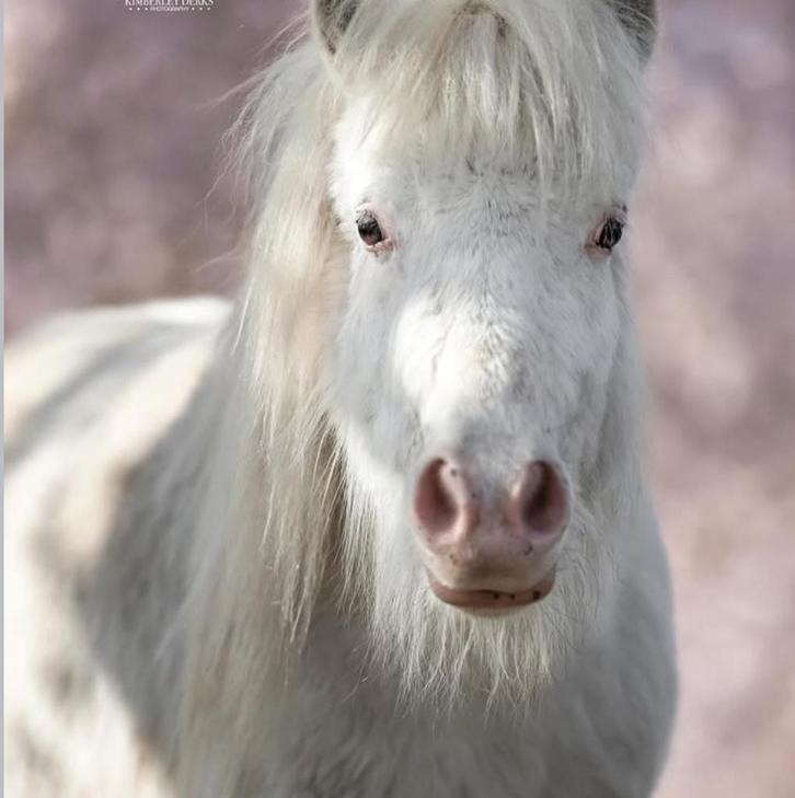 Mini paardje, Dieren en Toebehoren, Paarden en Pony's | Verzorgingsproducten, Ophalen of Verzenden