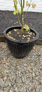 5 grote plantenpotten / bloempotten – keramiek los of set, Ophalen, Gebruikt, Rond, Binnen