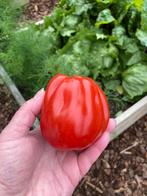 Coeur de Boeuf vleestomaat zaden, Ophalen of Verzenden, Volle zon