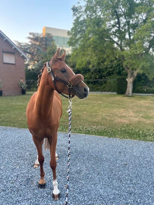 Super lieve merrie, Dieren en Toebehoren, Pony's, Merrie, Zadelmak, D pony (1.37m tot 1.48m), Dressuurpony, 3 tot 6 jaar, Met stamboom