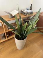 Sanseveria kunstplant, Ophalen, Overige soorten, 100 tot 150 cm