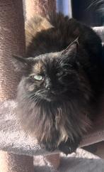 Herplaatser Poes (Ragdol/Maine Coon) gesteriliseerd, Poes