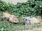 Baby konijntjes, Dieren en Toebehoren, Konijnen, Meerdere dieren, Klein, 0 tot 2 jaar
