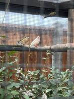 Koppel zebravinken, Meerdere dieren, Geringd