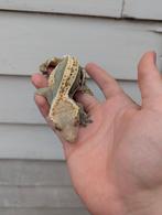 Wimpergekko vrouw, Dieren en Toebehoren, Reptielen en Amfibieën, Hagedis, Tam, 7 tot 10 jaar