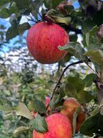 Bomen outlet  catalpa plataan amberboom linde, Ophalen, Volle zon, Overige soorten