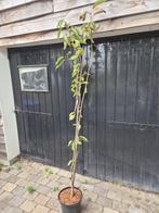 Japanse sierkers, oftewel de Prunus Serrulata Amanogawa., Tuin en Terras, In pot, Halfschaduw, Ophalen of Verzenden, Lente