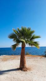 Palmboom zaden zaadjes nieuwe oogst!!, Ophalen, Gehele jaar, Volle zon