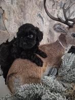 Prachtige maltipoo pups nog 1reutje, Dieren en Toebehoren, Honden | Chihuahua's en Gezelschapshonden, Overige rassen, CDV (hondenziekte)