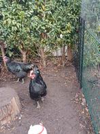 4 mooie hanen. New Yersey Giant., Dieren en Toebehoren, Pluimvee, Mannelijk, Kip