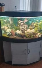 Juwel Trigon 350L hoekaquarium met kast, Dieren en Toebehoren, Vissen | Aquaria en Toebehoren, Ophalen, Gebruikt, Leeg aquarium