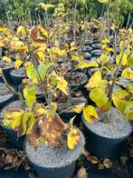 Syringa 'Minuet' Dwergsering- 5 liter pot, Lente, Minder dan 100 cm, Volle zon, In pot