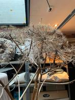 Berenklauw 2x groot, Ophalen, Nieuw