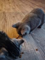 Britse korthaar kittens, Dieren en Toebehoren, Katten en Kittens | Raskatten | Korthaar, Meerdere dieren, Ontwormd, 0 tot 2 jaar
