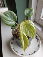 Philodendron Sodiroi Variegata, Huis en Inrichting, Kamerplanten, Ophalen of Verzenden, Halfschaduw, Minder dan 100 cm