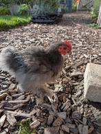 Zijdeveer Cochin kriel haantjes, Dieren en Toebehoren, Pluimvee, Mannelijk, Kip