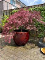 Grote Japanse acer in grote pot, Tuin en Terras, Planten | Bomen, In pot, Zomer, Overige soorten, Volle zon