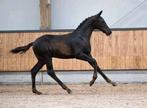 PRACHTIG gitzwart hengstveulen, Dieren en Toebehoren, Paarden, Hengst, Minder dan 160 cm, Dressuurpaard, 0 tot 2 jaar