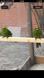 Kakariki’s, Dieren en Toebehoren, Meerdere dieren, Parkiet, Geringd