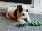 Supermooie Amerikaanse bulldog pups met stamboom, Dieren en Toebehoren, Honden | Bulldogs, Pinschers en Molossers, Parvo, Nederland